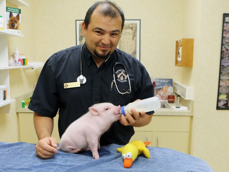 Dr. Len Lucero feeds the piglet.