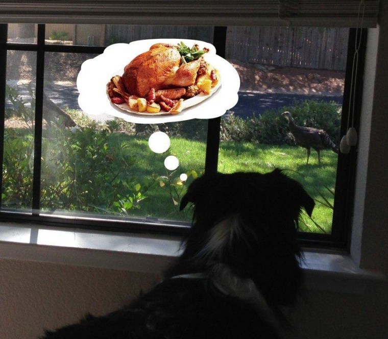 Max, an Australian Shepherd, would be posting on Facebook about the holiday, but he's too busy looking at real turkeys.