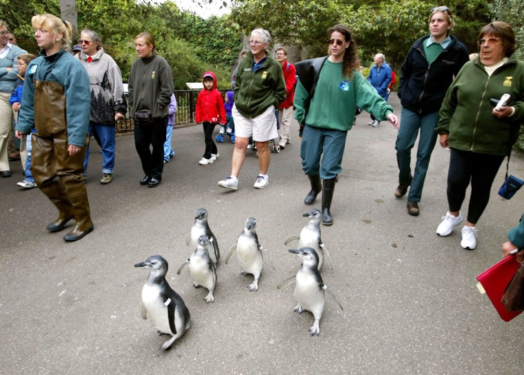 Magellanic penguin chicks waddle through the San Francisco Zoo.