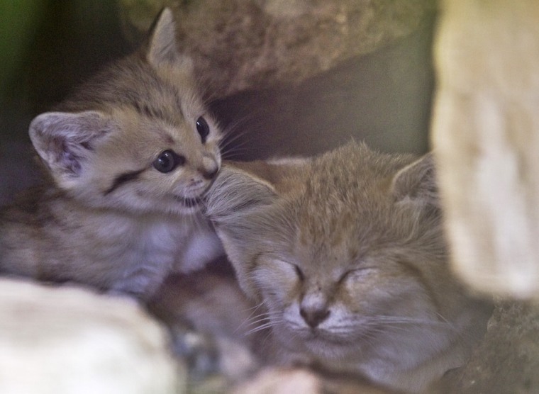 Renana (L), a 3-week-old sand kitten, is seen next to her mother Rotem at the Ramat Gan Safari near Tel Aviv on August 8, 2011.
