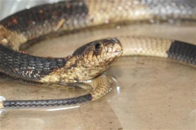 The Bronx Zoo cobra's Twitter alter ego heard about Gordon Ramsay eating snake heart and is hissing mad.