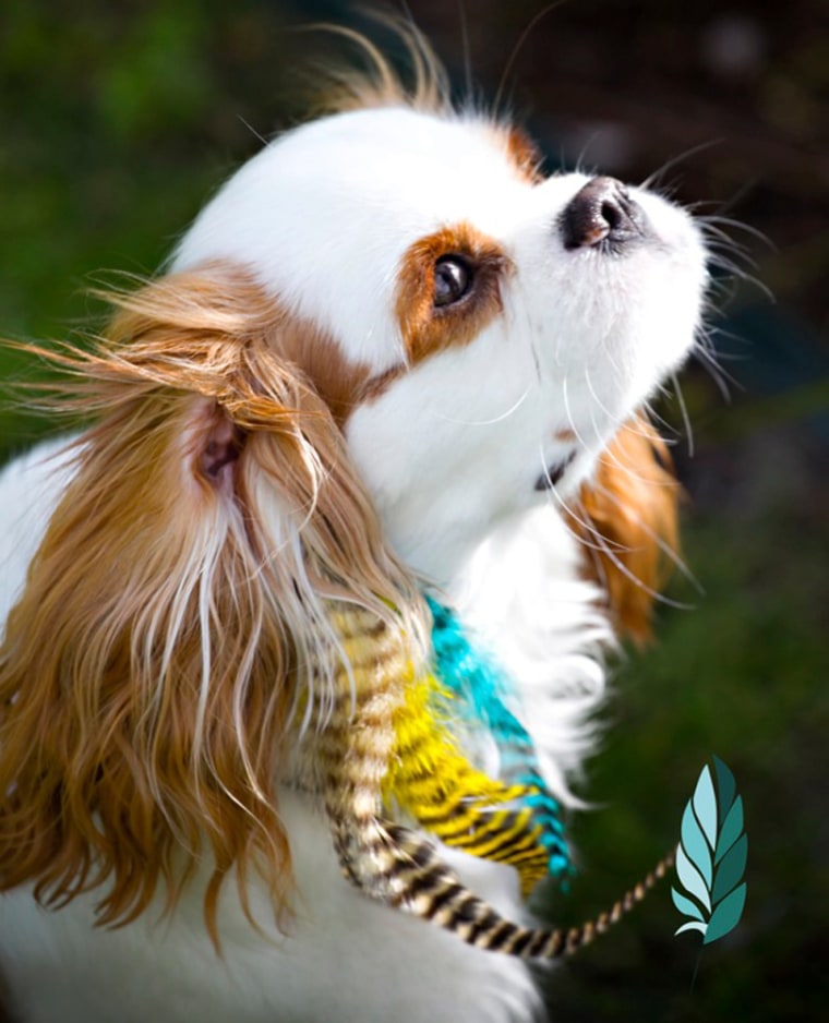 Get feather fur extensions for your pooch to complement your own at Puppylocks.com.