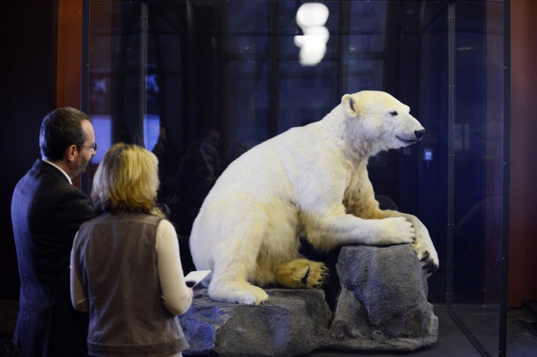 Polar bear sensation Knut immortalized in Berlin museum