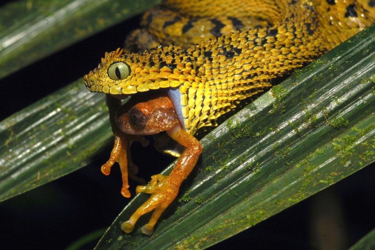 The Usambara eyelash viper is found only in Tanzania's Usambara and Udzungwa mountains, which are under threat from deforestation due to agricultural development and increasing human population and logging for timber.