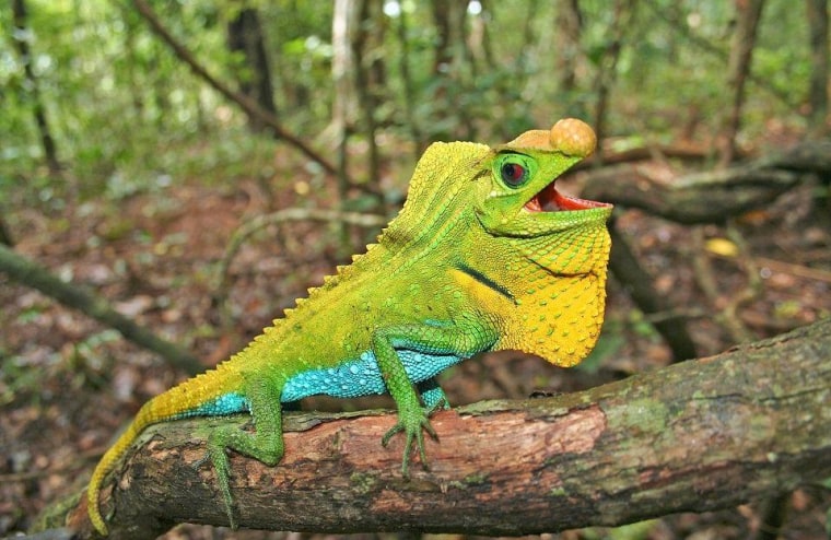 The lyre head lizard from Sri Lanka is a near threatened species, which means it is likely to be listed as a threatened species.