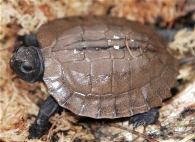 This file photo shows a rare baby Arakan forest turtle being raised at Zoo Atlanta. The zoo is the only facility in the world successfully breeding the Arakan forest turtle, which is on the list of the world's most critically endangered species.