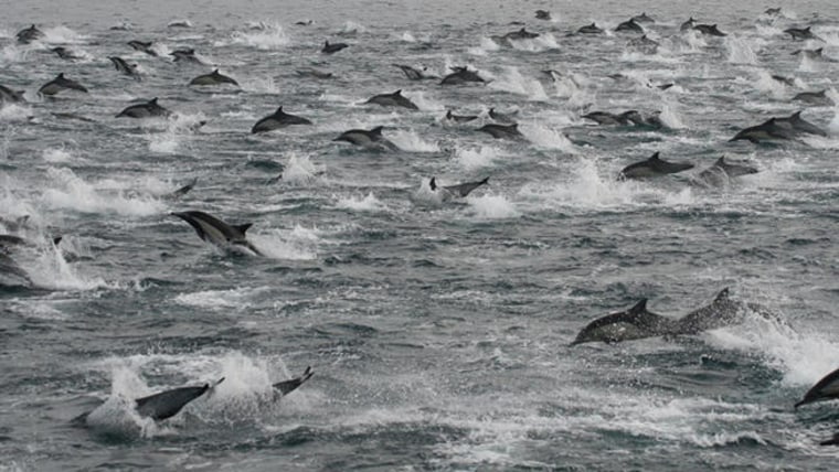 Antonio Ramirez, who was aboard a Hornblower Cruise on Thursday, snapped this photo of the dolphins swimming in a
