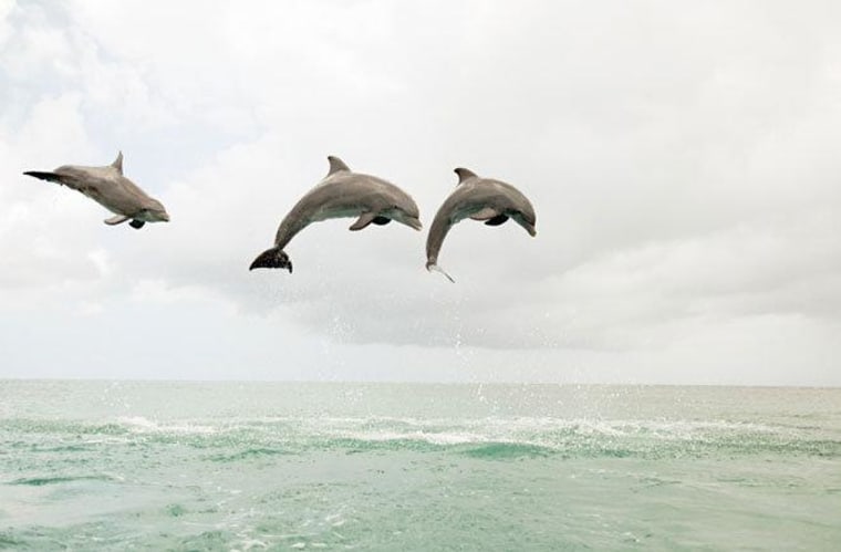Bottlenose dolphins communicate through a series of whistles.