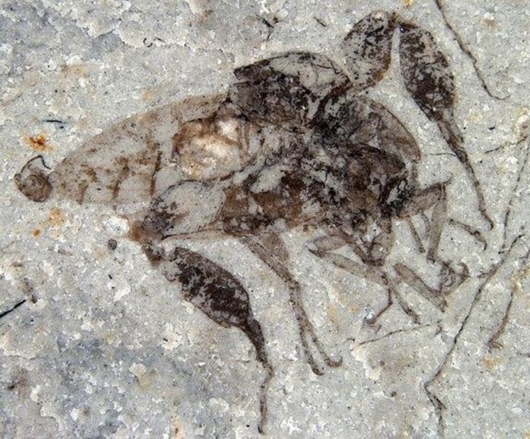 A mating pair of strashilids, fossil insects from the Jurassic that resemble modern aquatic flies.