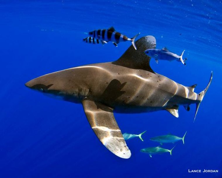 Whitetip sharks, once one of the most abundant apex predators on the planet, have become critically endangered in parts of the Atlantic ocean because of overfishing.