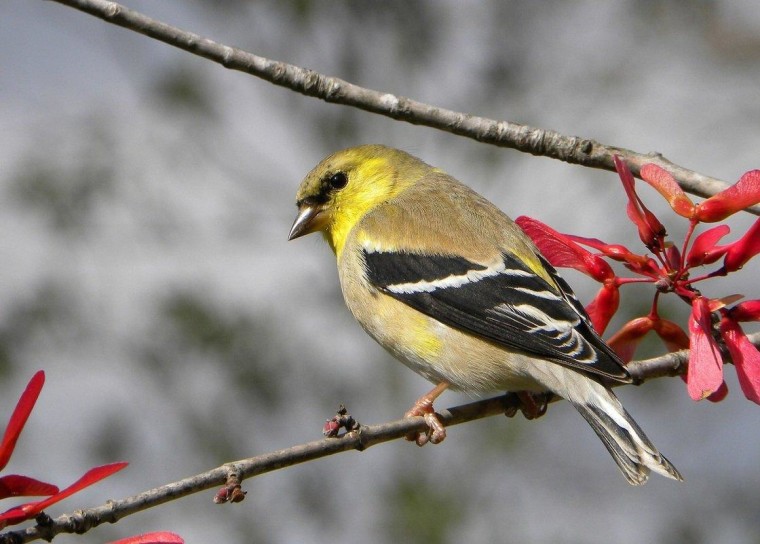 The American goldfinch is one of the 3,144 species counted in this year's Great Backyard Bird Count, which went global for the first time.