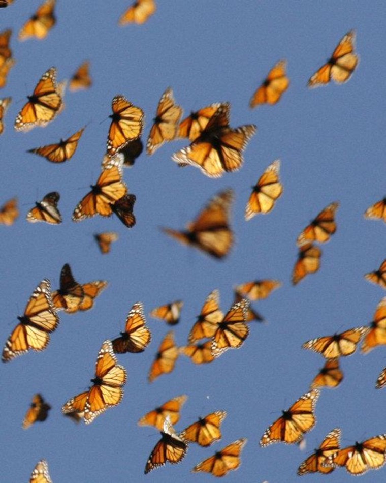 Migrant monarch butterflies are captured in midair as they travel south.