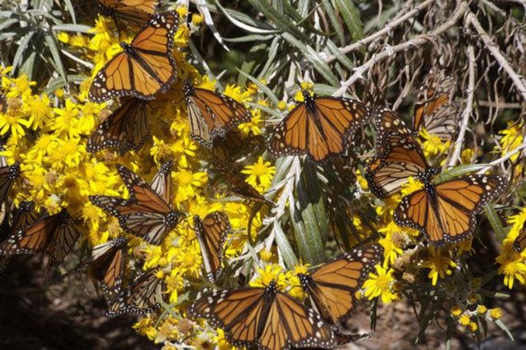 Migrant monarch butterflies tanking up on nectar as they migrate south.