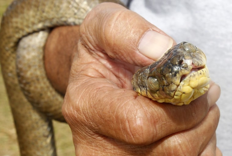 A brown tree snake is held by U.S. Department of Agriculture wildlife specialist Tony Salas outside his office on Andersen Air Force Base on the island of Guam.
