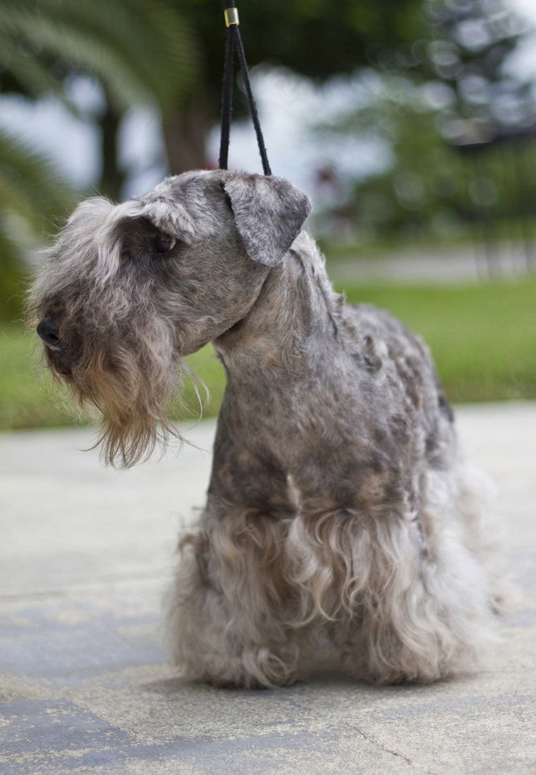A Cesky Terrier is one of six new breeds being introduced at WDS.