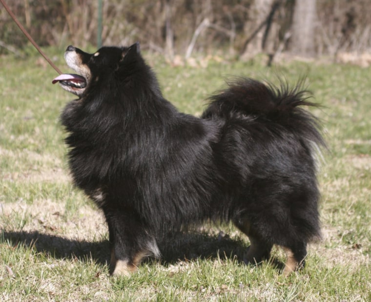 Finnish Lapphund is one of six new breeds being introduced at WDS.