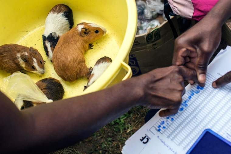 Action Against Hunger International (ACF) workers get local residents' fingerprints before distributing guinea pigs as part of a food security program in Congo.