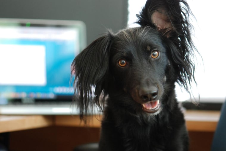 Sparky (our dog cousin) is visiting just for Take Your Dog to Work Day.