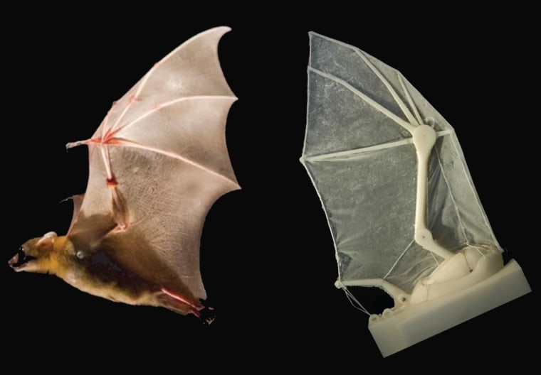 Image of robobat and bat wing