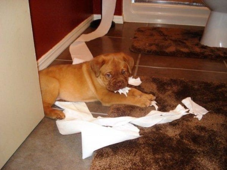 Ruger apparently prefers toilet paper over kibble!