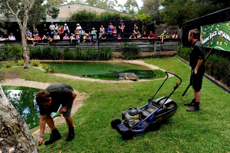 Fifty-year-old Australian Saltwater Crocodile Elvis watches his keepers place a lawnmower back in his enclosure after having attacked the mower earlier in the morning at the Australian Reptile Park in Gosford December 28, 2011.
