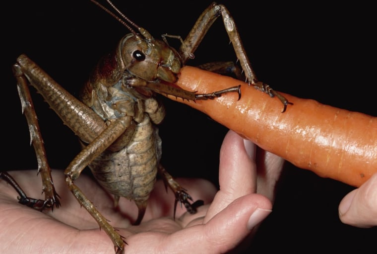 Entomologist Mark Moffett found this carrot-eating giant weta in a tree on New Zealand's Little Barrier Island. The cricketlike critter weighs 2.5 ounces (71 grams) and has a length of 7 inches (17.8 centimeters).