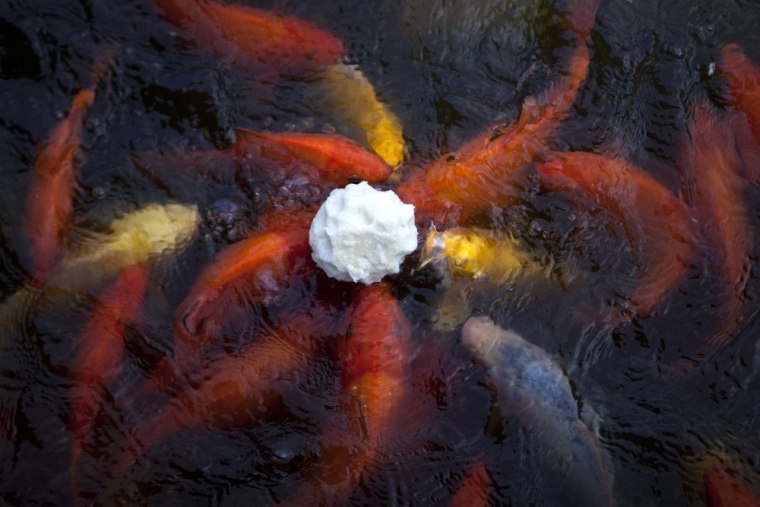 Fish crowd gather around a steamed bun thrown into a lake by a tourist at a park in Beijing, China,on Sept. 9.
