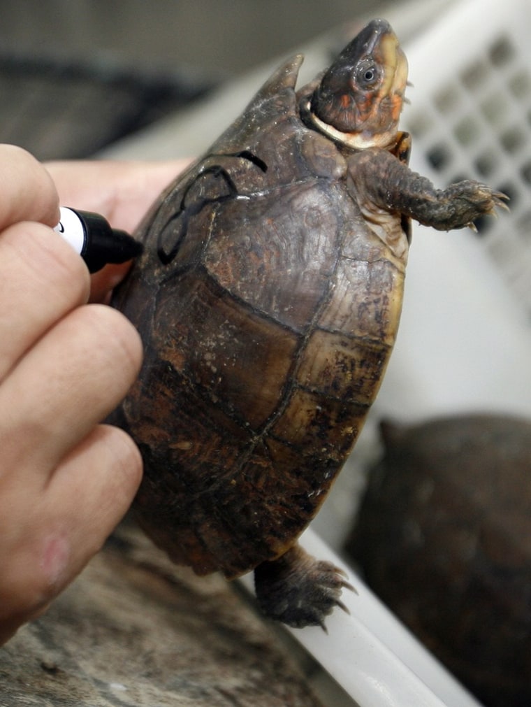 An Asian box turtle is tagged by a veterinarian at the Manila zoo on August 18. Police turned over the animals seized from smugglers to the Manila zoo, according to authorities.