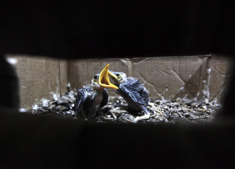 Myna birds seized from illegal traders are seen inside a police station in Manila, the Philippines on August 18. Several endangered animal species were seized from three illegal traders in Manila on Wednesday, a police official said.