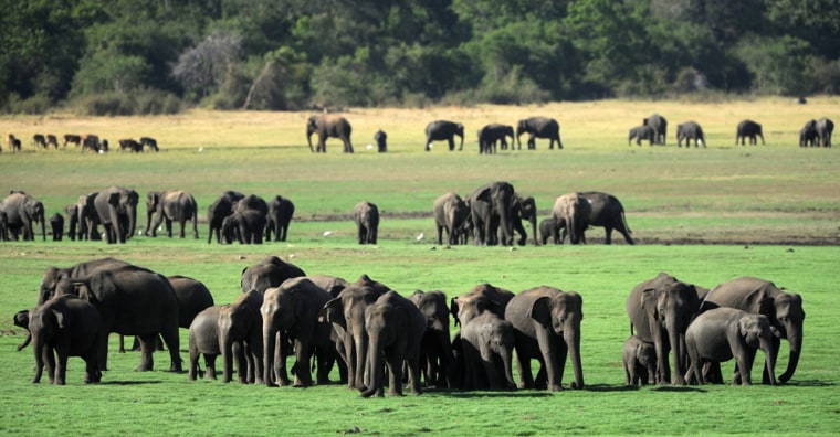 Sri Lankan wild elephants walk through a field at a wild life sanctuary in Minneriya on August 12.