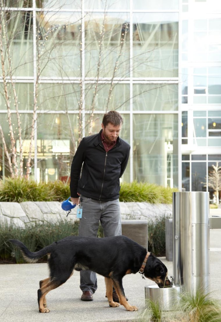 Roscoe P. Coltrane (dog) drinking from one of the dog friendly water fountains on the Amazon.com campus in Seattle, Washington.