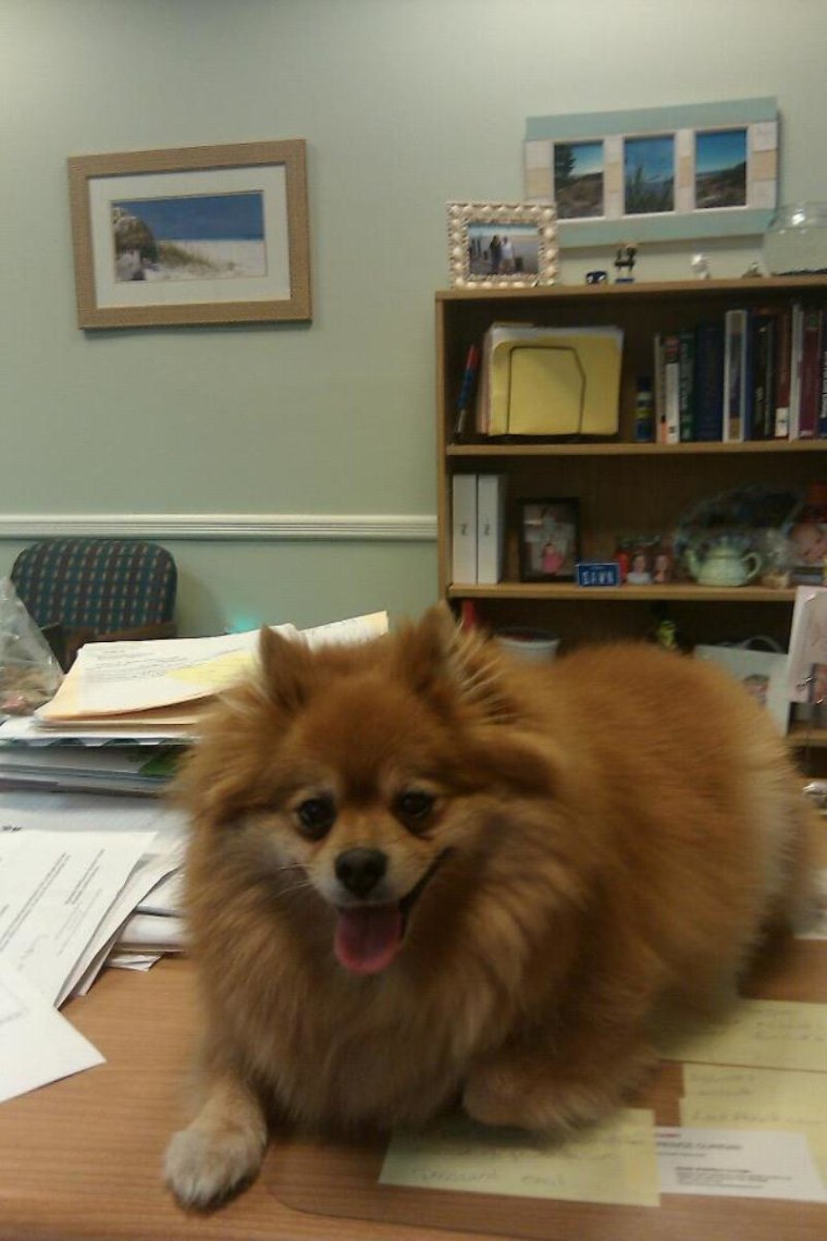 Hard to get work done when she insists on being on the desk!