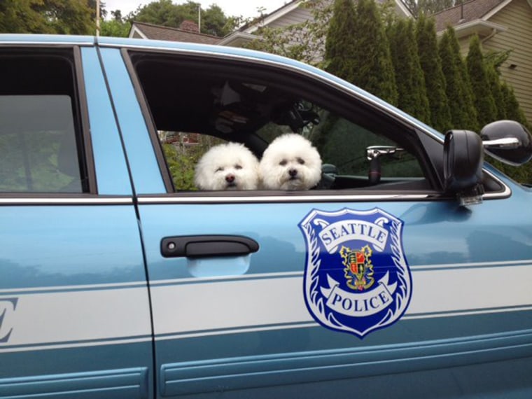 Canine coppers: Even the Seattle Police Department is getting in on the fun!