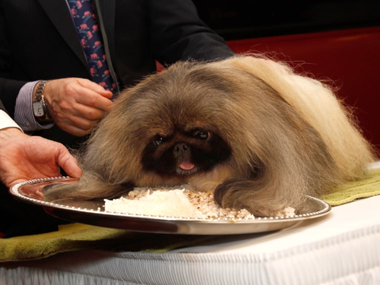 Malachy, winner of the Best-in-Show at the 136th Westminster Kennel Club Dog Show, eats chicken and rice at Sardi's Restaurant.