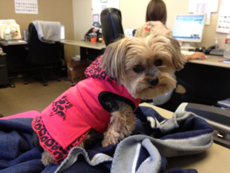 Working hard or hardly working? Zoe sits on a comfortable blanket and watches her mama type away.