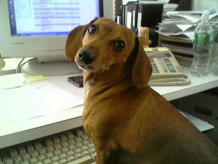 Minnie hard at work: Can dachshunds learn how to do a PowerPoint deck? Still trying to figure out if her hours are billable...