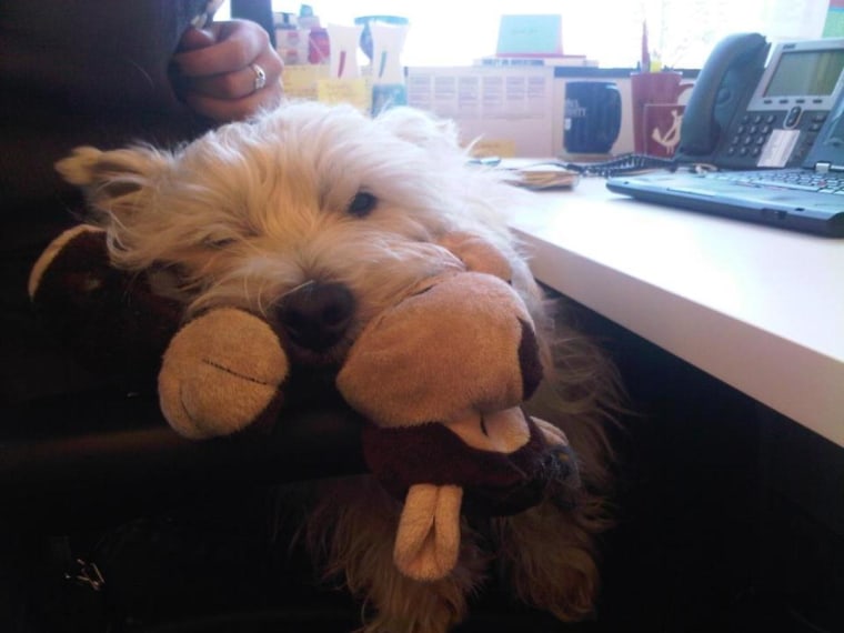 Ferguson went to work with his mama in Chicago! No day is complete without a monkey toy to lay a brain hard at work upon.