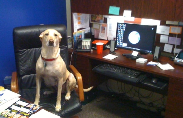 Miss Zoe, ready for work!