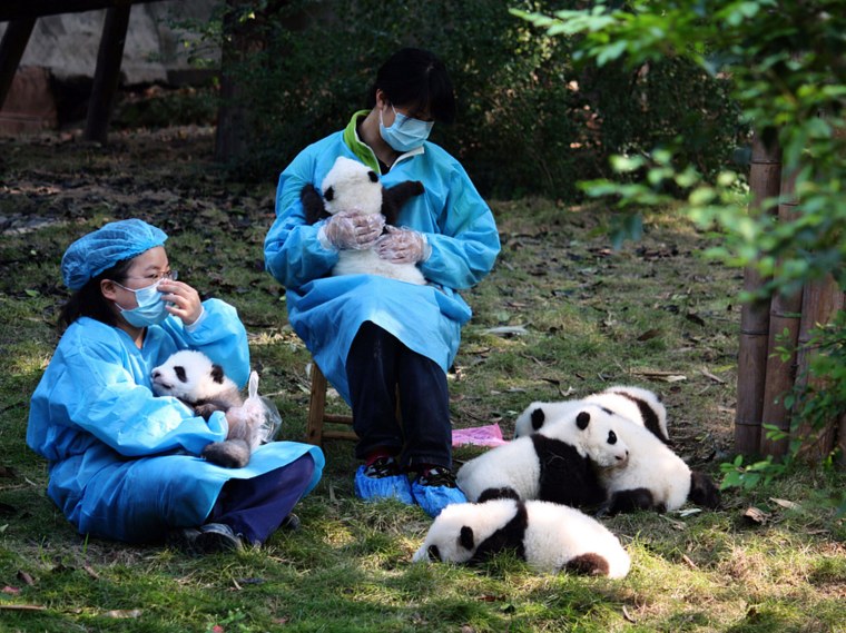 Workers show off the baby pandas at the Giant Panda Research Base.