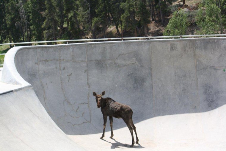 A young bull moose wandered into the skate park in Nederland, Colorado on Wednesday morning June 20, 2012.