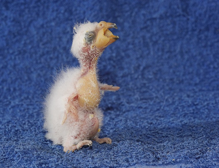 This parrot chick calls to mind the phrase 'beauty is in the eye of the beholder!'