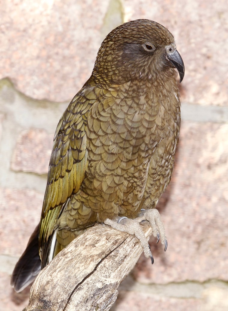 This adult Kea parrot is an example of what Nelson might look like when he grows up! Like the ugly duckling, he may not be beautiful now but he may outshine everyone when he's older.