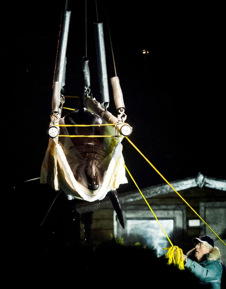 An orca named Morgan is lifted into a truck at the Dolphinarium of Harderwijk, the Netherlands, on Nov. 29, 2011, to be transfered to the Loro Parque zoo on the Spanish island of Tenerife.