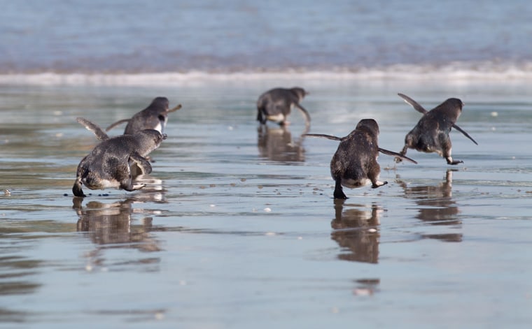 Little Blue Penguins runs towards the sea after being released by wild life workers and school children at Mount Maunganui beach in Tauranga on Thursday, Dec. 8, 2011.