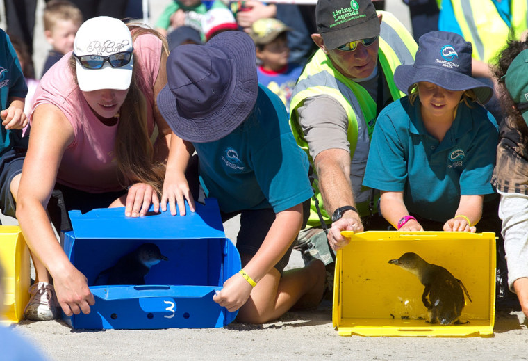Wild life workers and school children release Little Blue Penguins.