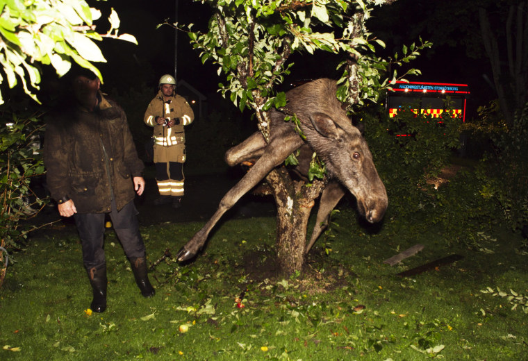 A moose is seen stuck in an apple tree in Gothenburg, Sweden, on Sept. 6. The police believe the moose was trying to eat apples from the tree and became intoxicated by fermented apples. The moose was freed by police officers and after a doze on the lawn, he sobered up and returned to the woods.