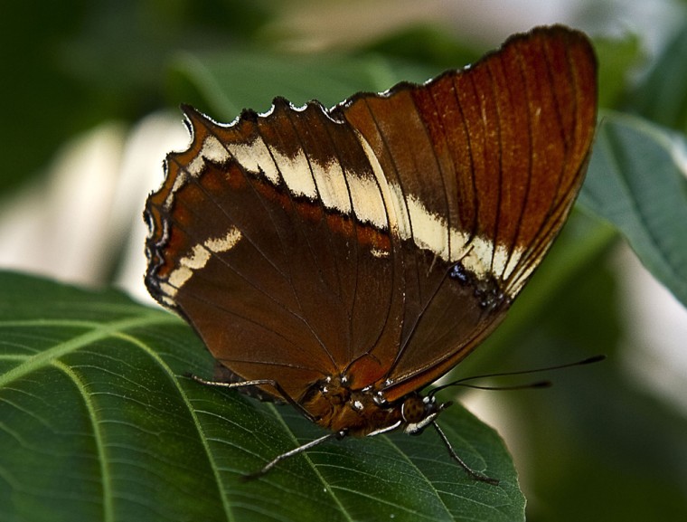 A Siproeta Ephaphus butterfly lands on the leaf at the Botanic Garden Jose Celestino Mutis during an exhibition in Bogota on September 14, 2011. Colombia is one of the countries with the greatest diversity of butterfly species, with some 5,000 diurnal and over 20,000 nocturnal.
