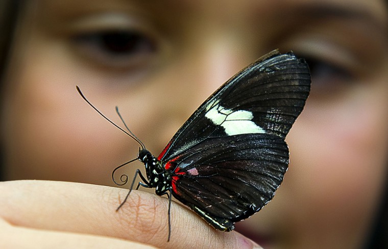 A butterfly of the family of Lepidopteros lands on the finger of a girl at the Botanic Garden Jose Celestino Mutis during an exhibition in Bogota on September 14, 2011.