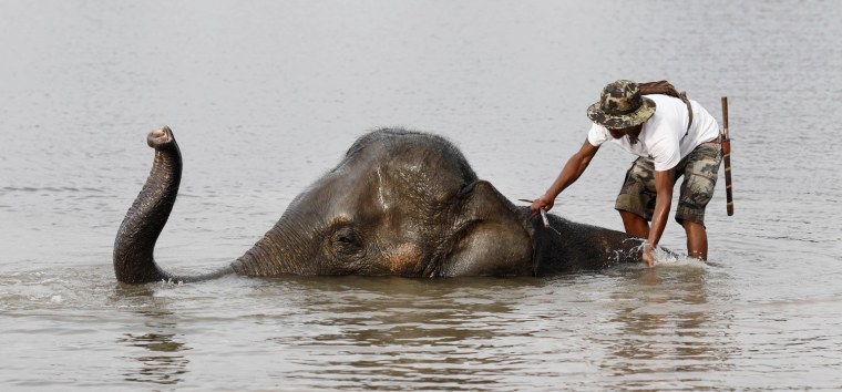 A mahout stands on an elephant in a flooded area of Thailand's Ayutthaya province, October 13.