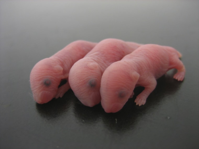 Baby mice born from sperm produced from stem cells are seen in this handout photo taken by Kyoto University professor Michinori Saito on November 8, 2010, and released to Reuters on August 5, 2011.